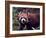 Red Panda Shining Cat Eating Bamboo, Chengdu, Sichuan, China-William Perry-Framed Photographic Print