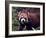 Red Panda Shining Cat Eating Bamboo, Chengdu, Sichuan, China-William Perry-Framed Photographic Print