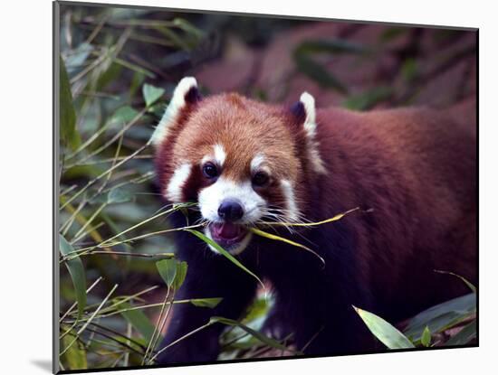 Red Panda Shining Cat Eating Bamboo, Chengdu, Sichuan, China-William Perry-Mounted Photographic Print