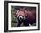 Red Panda Shining Cat Eating Bamboo, Chengdu, Sichuan, China-William Perry-Framed Photographic Print