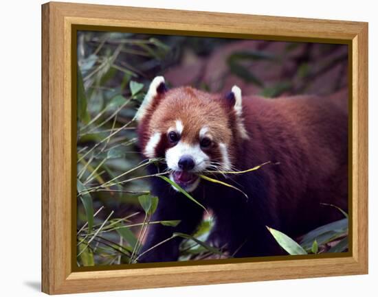 Red Panda Shining Cat Eating Bamboo, Chengdu, Sichuan, China-William Perry-Framed Premier Image Canvas