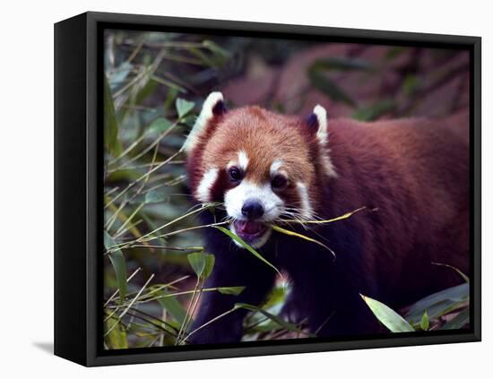 Red Panda Shining Cat Eating Bamboo, Chengdu, Sichuan, China-William Perry-Framed Premier Image Canvas