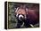 Red Panda Shining Cat Eating Bamboo, Chengdu, Sichuan, China-William Perry-Framed Premier Image Canvas