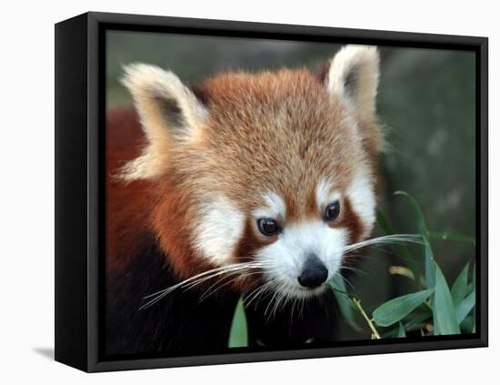 Red Panda, Taronga Zoo, Sydney, Australia-David Wall-Framed Premier Image Canvas