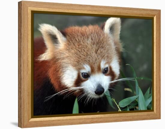 Red Panda, Taronga Zoo, Sydney, Australia-David Wall-Framed Premier Image Canvas