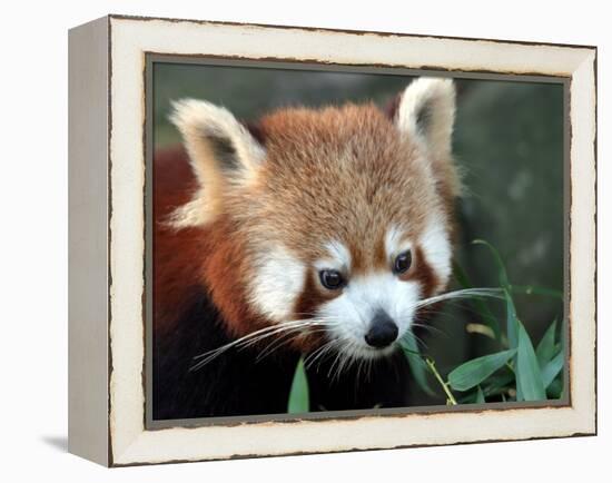 Red Panda, Taronga Zoo, Sydney, Australia-David Wall-Framed Premier Image Canvas