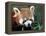 Red Panda, Taronga Zoo, Sydney, Australia-David Wall-Framed Premier Image Canvas