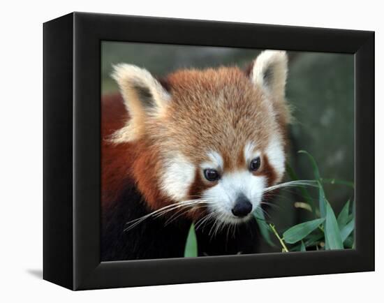 Red Panda, Taronga Zoo, Sydney, Australia-David Wall-Framed Premier Image Canvas