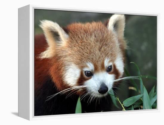 Red Panda, Taronga Zoo, Sydney, Australia-David Wall-Framed Premier Image Canvas