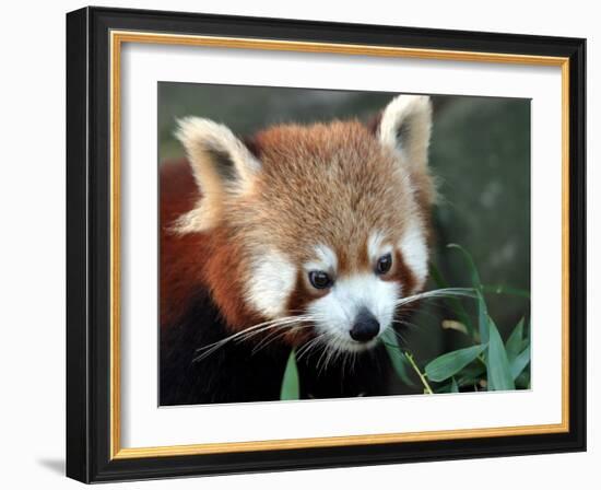 Red Panda, Taronga Zoo, Sydney, Australia-David Wall-Framed Photographic Print