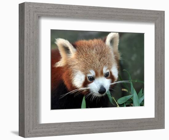 Red Panda, Taronga Zoo, Sydney, Australia-David Wall-Framed Photographic Print