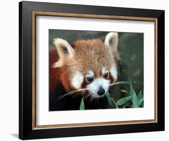 Red Panda, Taronga Zoo, Sydney, Australia-David Wall-Framed Photographic Print