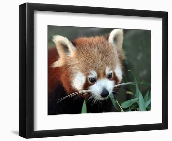 Red Panda, Taronga Zoo, Sydney, Australia-David Wall-Framed Photographic Print