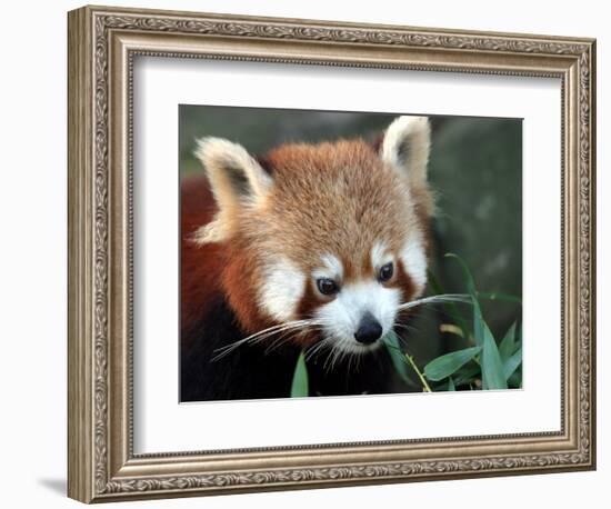 Red Panda, Taronga Zoo, Sydney, Australia-David Wall-Framed Photographic Print