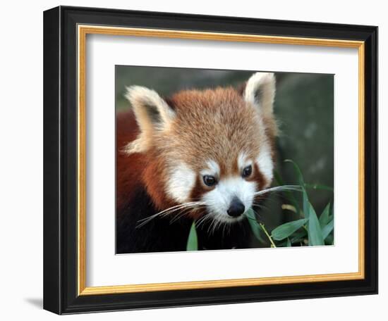 Red Panda, Taronga Zoo, Sydney, Australia-David Wall-Framed Photographic Print