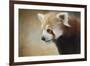 Red Panda Watching-Jai Johnson-Framed Giclee Print