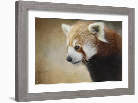 Red Panda Watching-Jai Johnson-Framed Giclee Print