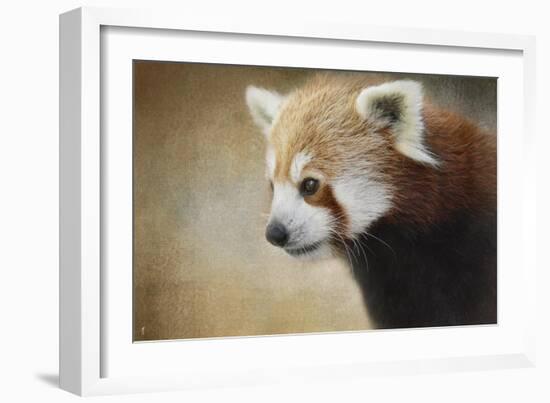 Red Panda Watching-Jai Johnson-Framed Giclee Print