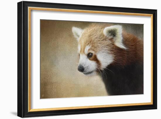 Red Panda Watching-Jai Johnson-Framed Giclee Print