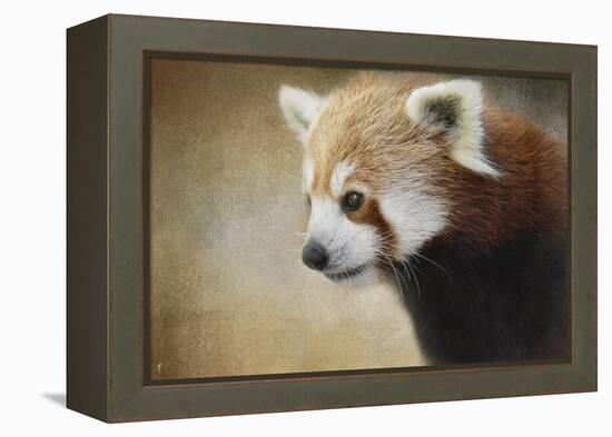 Red Panda Watching-Jai Johnson-Framed Premier Image Canvas