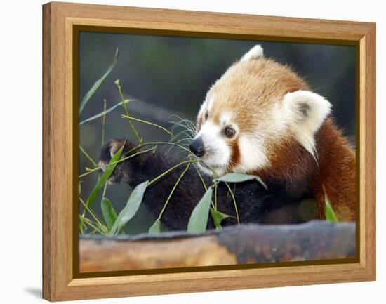 Red Panda Xia-Tschung-Mao Feeds on Bamboo-null-Framed Premier Image Canvas