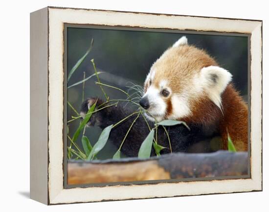 Red Panda Xia-Tschung-Mao Feeds on Bamboo-null-Framed Premier Image Canvas