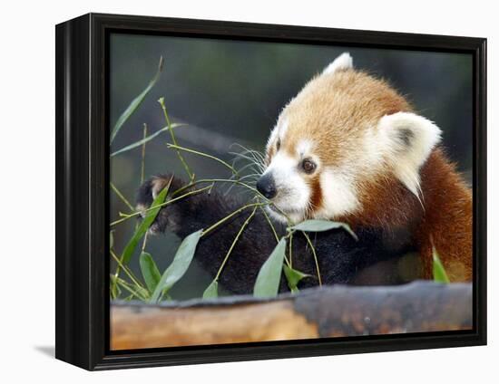 Red Panda Xia-Tschung-Mao Feeds on Bamboo-null-Framed Premier Image Canvas