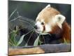 Premium Photographic Print