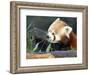 Red Panda Xia-Tschung-Mao Feeds on Bamboo-null-Framed Photographic Print