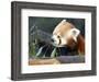 Red Panda Xia-Tschung-Mao Feeds on Bamboo-null-Framed Photographic Print