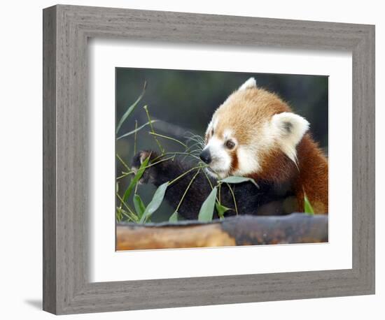 Red Panda Xia-Tschung-Mao Feeds on Bamboo-null-Framed Photographic Print