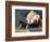 Red Panda Xia-Tschung-Mao Feeds on Bamboo-null-Framed Photographic Print