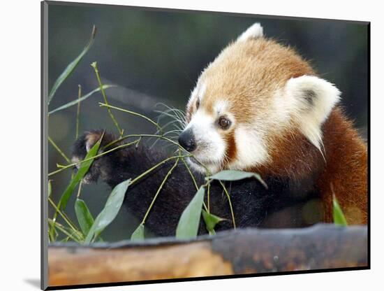 Red Panda Xia-Tschung-Mao Feeds on Bamboo-null-Mounted Photographic Print