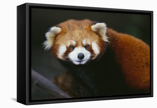 Red Panda-DLILLC-Framed Premier Image Canvas