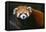Red Panda-DLILLC-Framed Premier Image Canvas