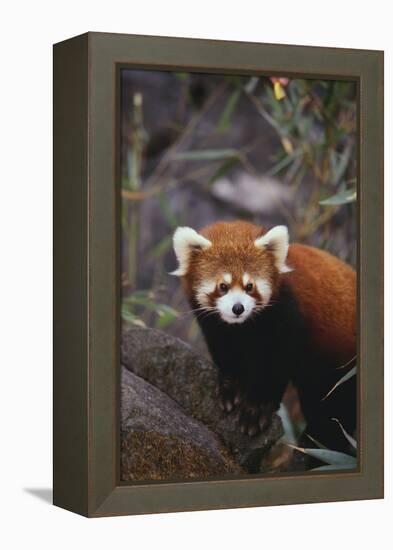 Red Panda-DLILLC-Framed Premier Image Canvas