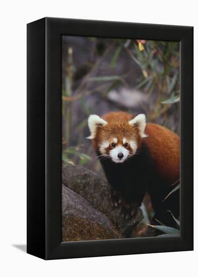 Red Panda-DLILLC-Framed Premier Image Canvas