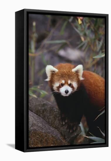 Red Panda-DLILLC-Framed Premier Image Canvas