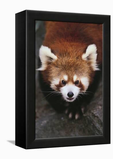 Red Panda-DLILLC-Framed Premier Image Canvas