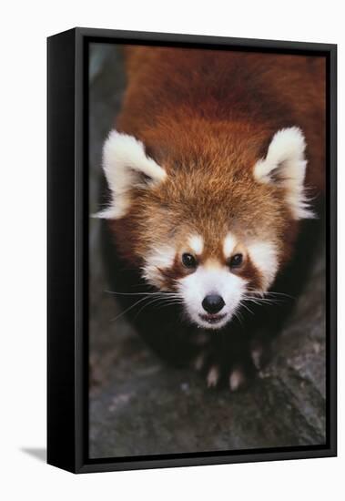 Red Panda-DLILLC-Framed Premier Image Canvas