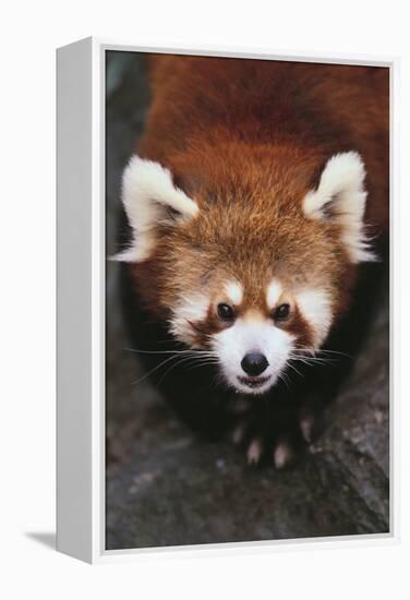 Red Panda-DLILLC-Framed Premier Image Canvas