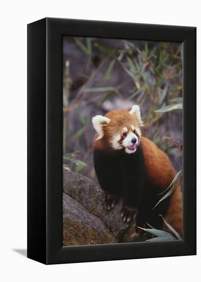 Red Panda-DLILLC-Framed Premier Image Canvas