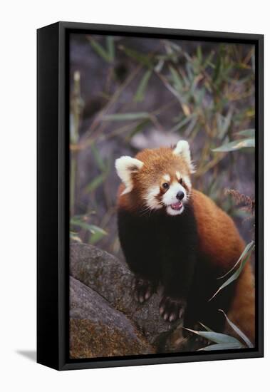 Red Panda-DLILLC-Framed Premier Image Canvas