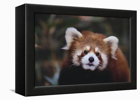 Red Panda-DLILLC-Framed Premier Image Canvas