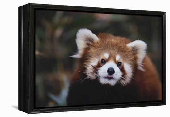 Red Panda-DLILLC-Framed Premier Image Canvas