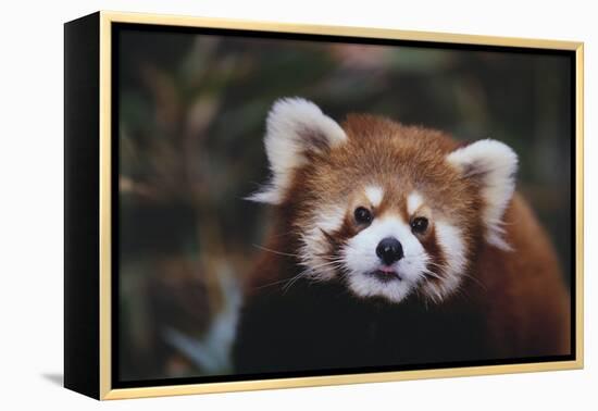 Red Panda-DLILLC-Framed Premier Image Canvas