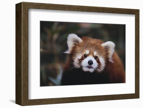 Red Panda-DLILLC-Framed Photographic Print