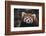 Red Panda-DLILLC-Framed Photographic Print