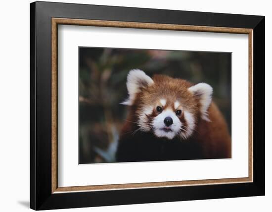 Red Panda-DLILLC-Framed Photographic Print