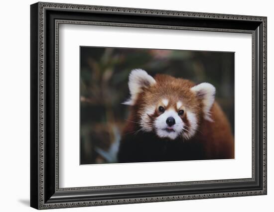 Red Panda-DLILLC-Framed Photographic Print